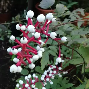 Actaea 'Misty Blue'